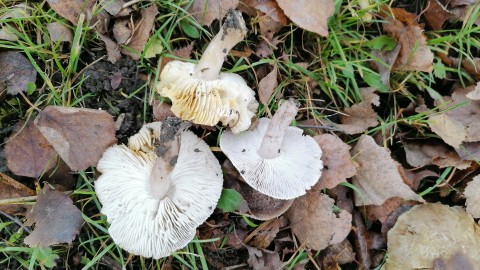 Tricholoma scalpturatum