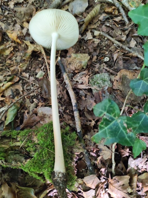 Hymenopellis radicata