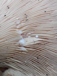 Lactifluus glaucescens