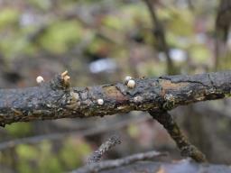 Sphaerobolus stellatus