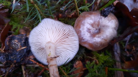 Rhizocybe pruinosa