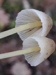 Mycena epipterygia