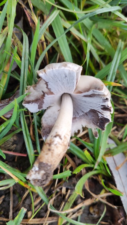Coprinopsis atramentaria