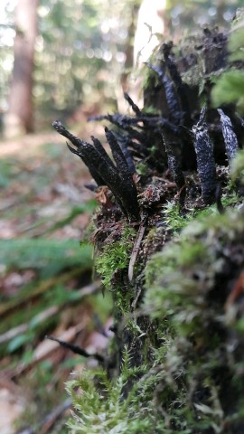 Xylaria hypoxylon