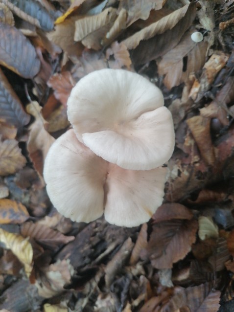 Entoloma rhodopolium