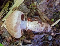 Cortinarius torvus