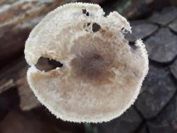 Lentinus arcularius