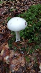 Amanita virosa