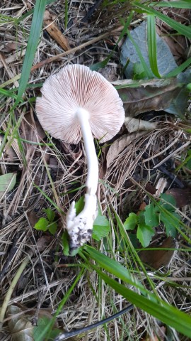 Volvariella murinella