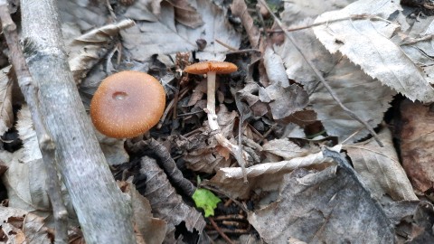 Conocybe aporos