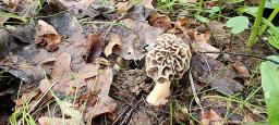 Morchella americana