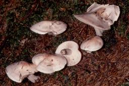 Hygrophorus erubescens var. persicolor