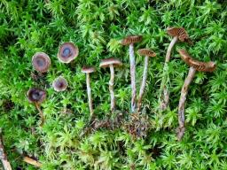 Cortinarius albovariegatus