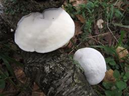 Tyromyces chioneus