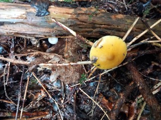Pluteus leoninus