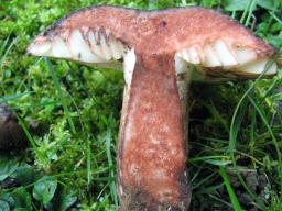 Russula nigricans