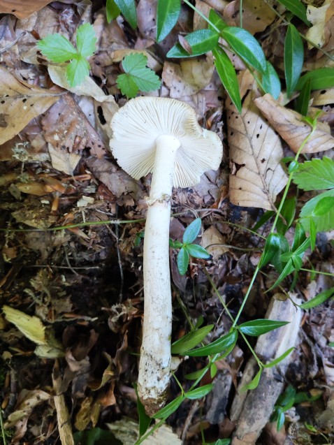 Amanita eliae