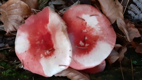 Russula paludosa