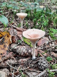 Infundibulicybe gibba