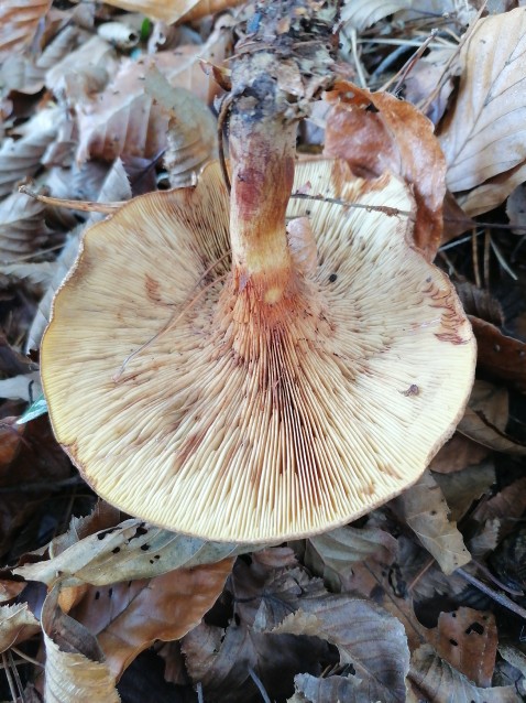 Paxillus involutus