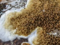 Serpula himantioides