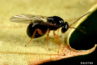 Dryocosmus kuriphilus