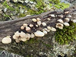 Panellus stipticus