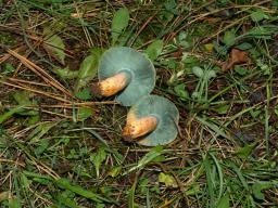 Lactarius semisanguifluus