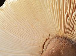 Amanita umbrinolutea