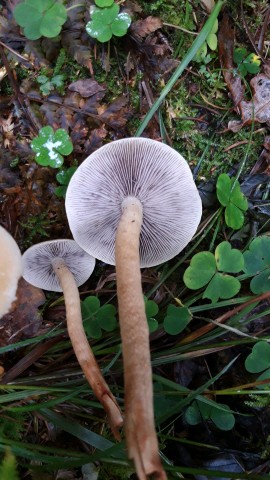 Hypholoma capnoides