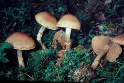 Cortinarius armillatus