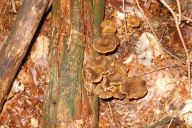 Craterellus tubaeformis