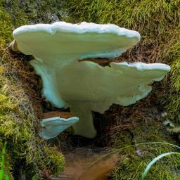 Ganoderma applanatum