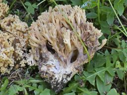 Mycogone calospora