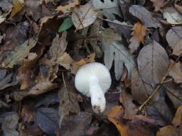 Russula poichilochroa