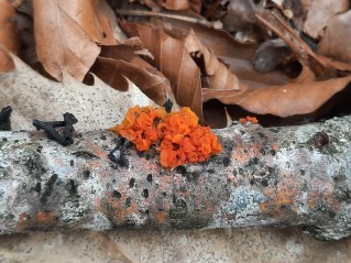 Tremella mesenterica