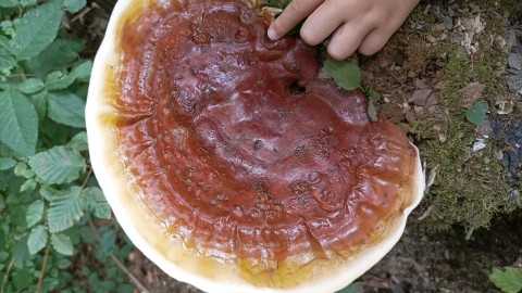 Ganoderma resinaceum