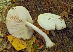 Pluteus pellitus