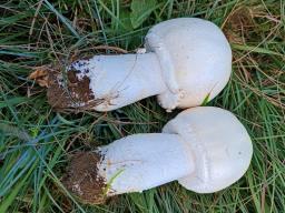 Agaricus urinascens