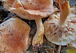 Tricholoma populinum