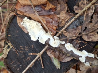 Byssomerulius corium