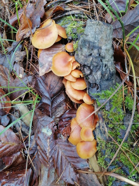 Pholiota spumosa