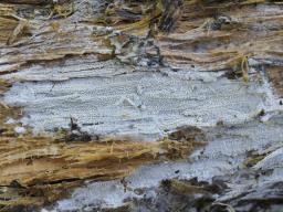 Xylodon asper