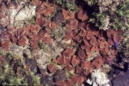 Sphaerosporella brunnea