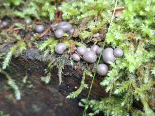 Lycogala epidendrum