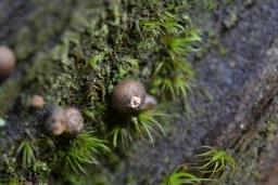 Lycogala terrestre