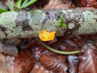 Tremella mesenterica