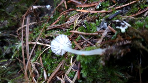 Mycena
