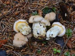 Cantharellus pallens