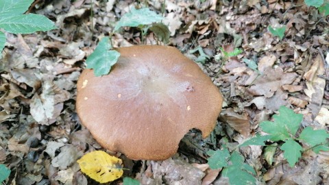 Butyriboletus appendiculatus